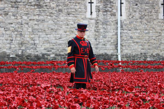 Illustration for article titled 888,246 Handmade Poppies Surround the Tower of London to Commemorate WWI